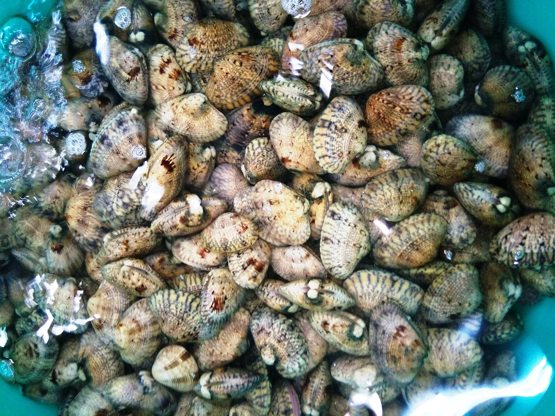 Nghêu, sò, ốc